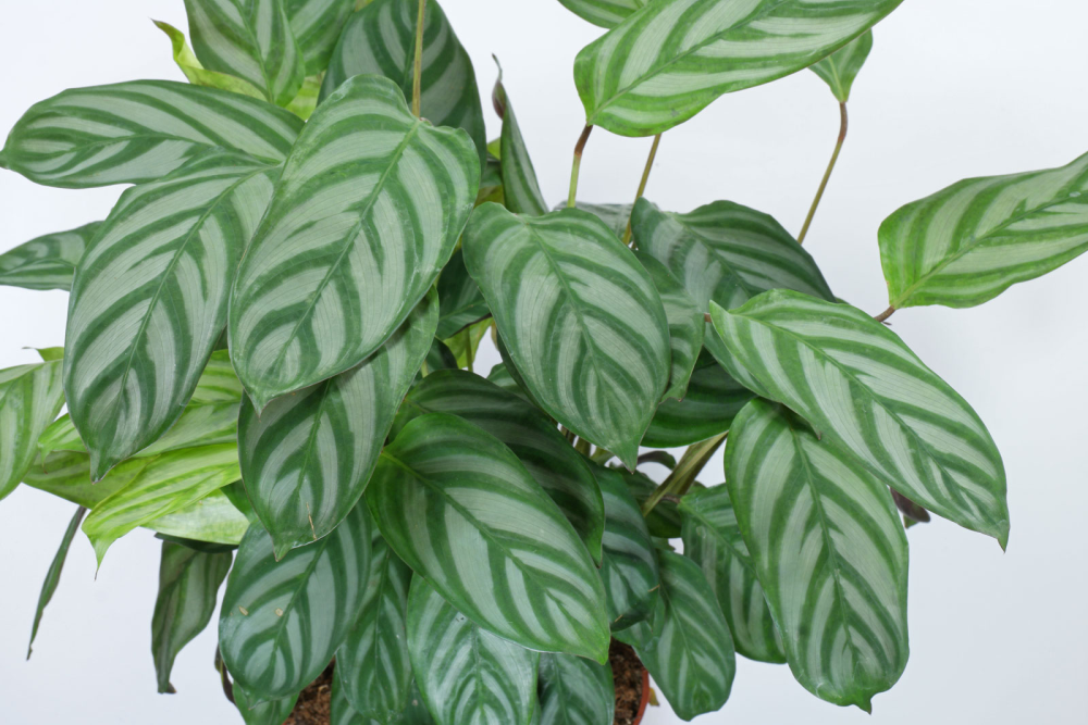 CTENANTHE<br /><span>Never Never Plant</span>