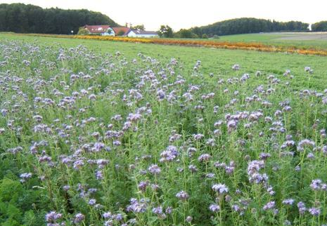 PHACELIA<br /><span>California Bluebell</span>