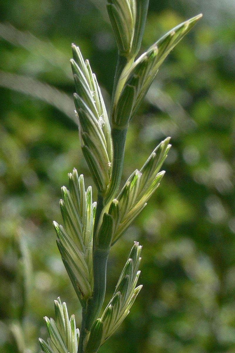 THINOPYRUM<br /><span>Iarbă De Grâu Înaltă</span>