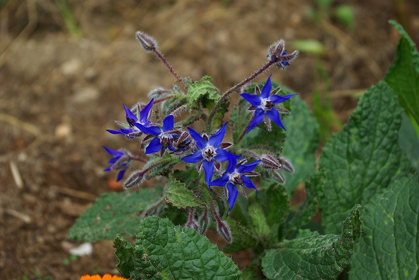 BORAGO<br /><span>Limba Mielului</span>