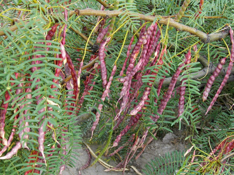 PROSOPIS<br /><span>Mesquite</span>