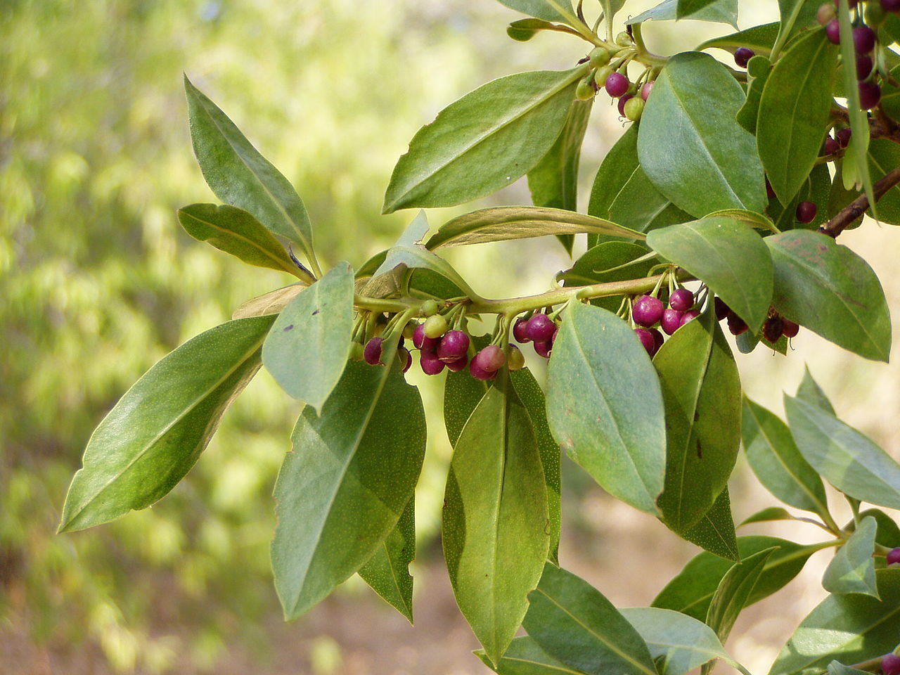 MYOPORUM<br /><span>Ngaio</span>