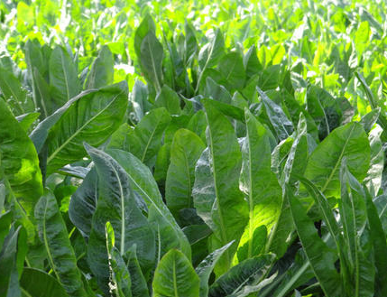 CICHORIUM<br /><span>Cicoare Industrială</span>