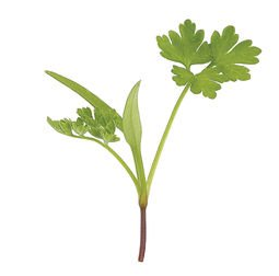 ANTHRISCUS<br /><span>Asmăţui</span>