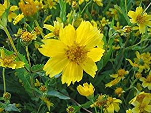 GUIZOTIA