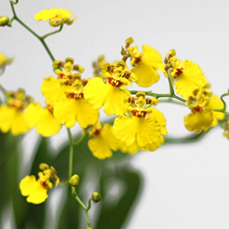 ONCIDIUM