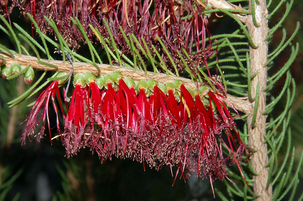 CALOTHAMNUS