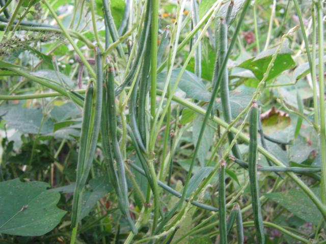 VIGNA<br /><span>Fasole Orientală</span>