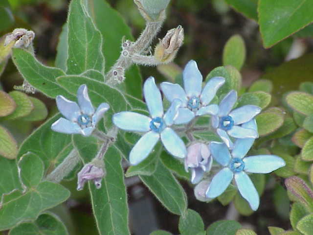 OXYPETALUM