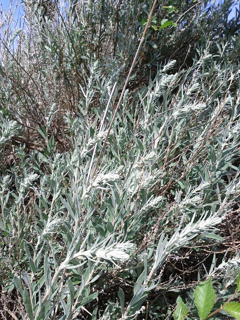 KRASCHENINNIKOVIA<br /><span>Pamirian Winterfat</span>