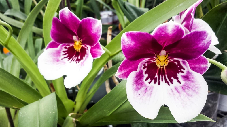 MILTONIA<br /><span>Orhidee-Panseluță</span>