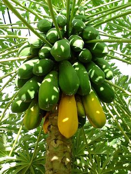 CARICA<br /><span>Papaya</span>