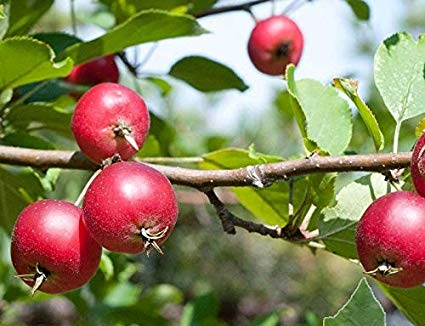 MALUS<br /><span>Mărul Paradisului</span>