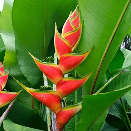 HELICONIA<br /><span>Parrot`s-Flower</span>