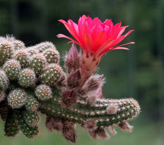 Cactus arahide