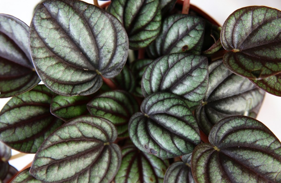PEPEROMIA