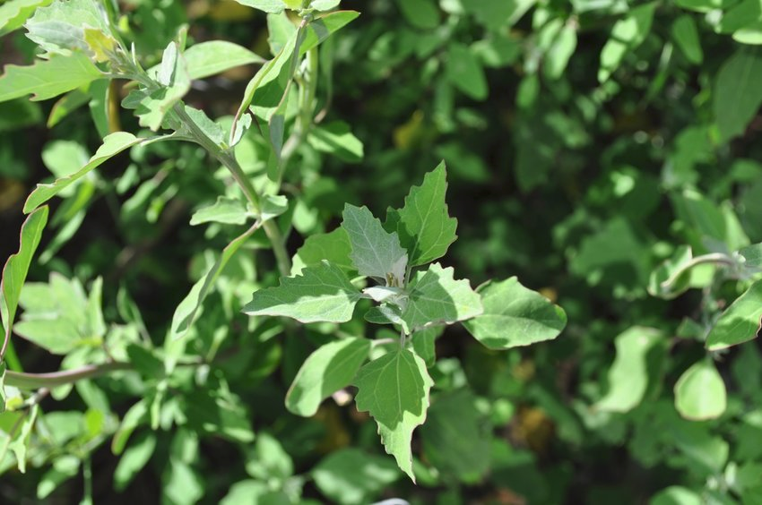 CHENOPODIUM<br /><span>Talpa Gâștei</span>