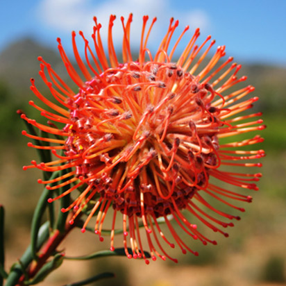 LEUCOSPERMUM<br /><span>Periniță Cu Ace</span>
