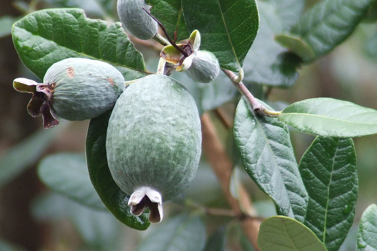 ACCA<br /><span>Ananas Guava</span>