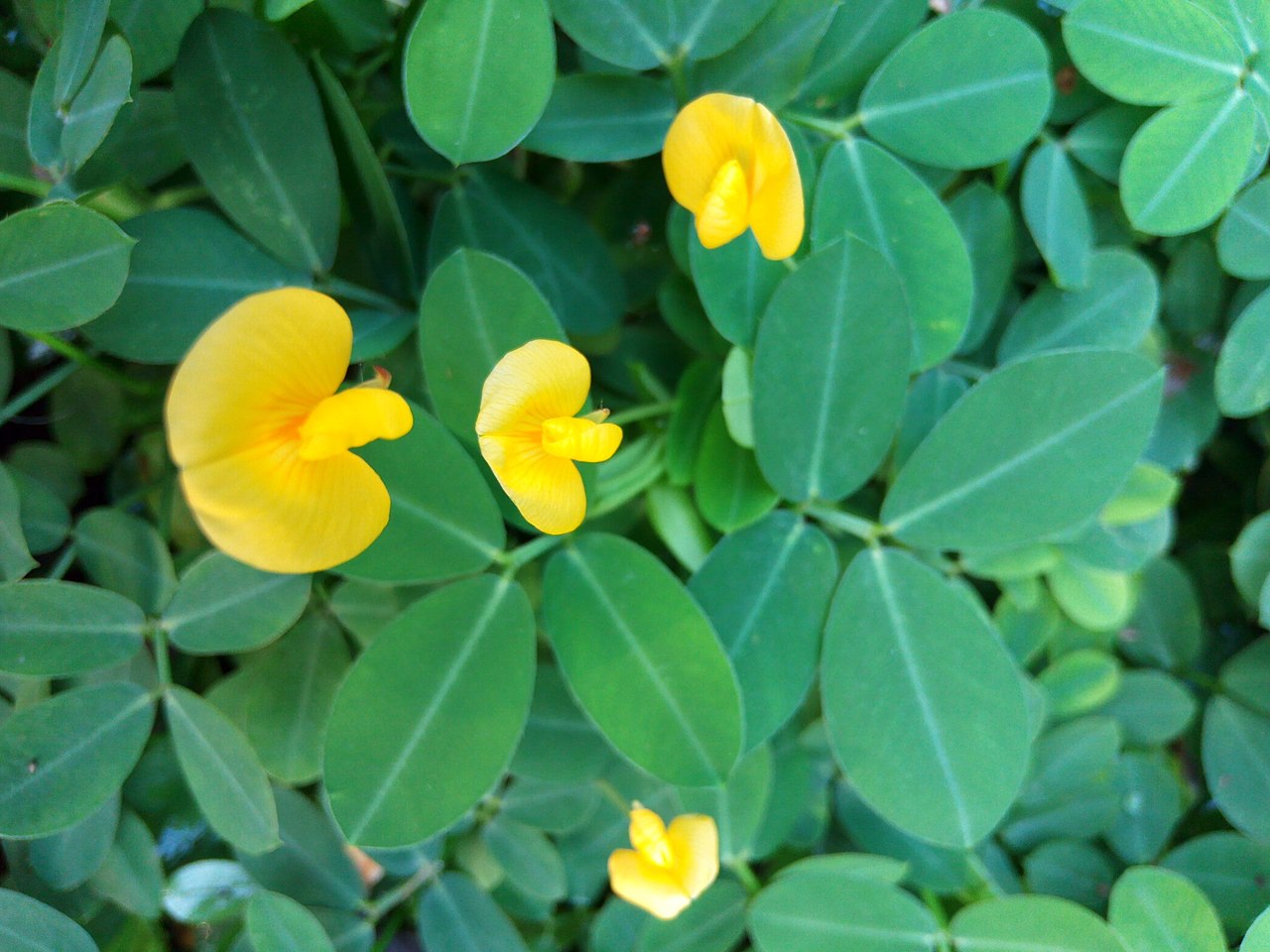 ARACHIS<br /><span>Pinto Peanut</span>