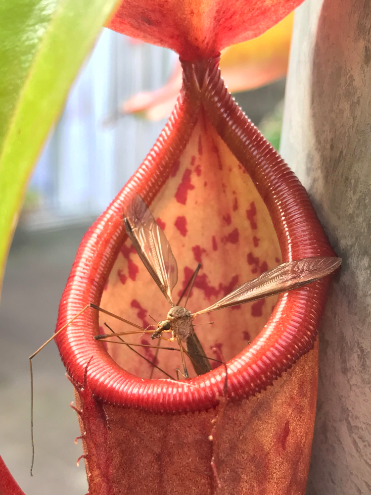 NEPENTHES<br /><span>Plantă Ulcior</span>