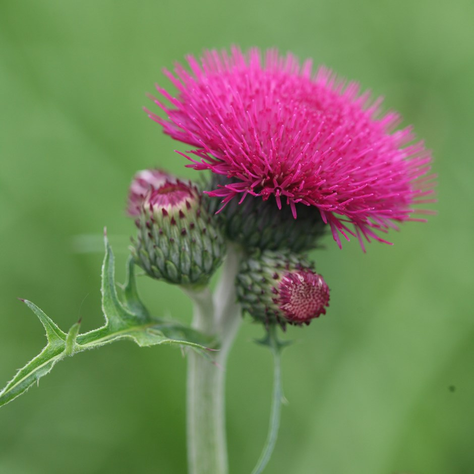 CIRSIUM<br /><span>Plumed Thistle</span>