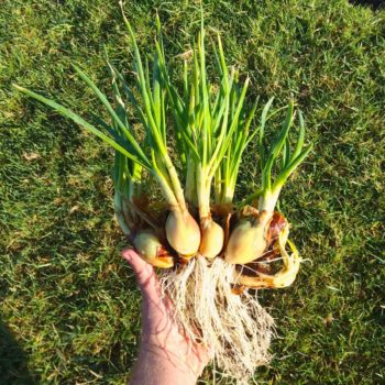 ALLIUM<br /><span>Potato Onion</span>