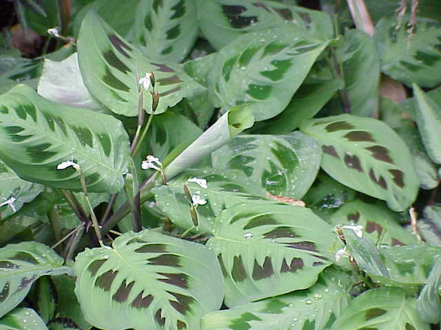 MARANTA
