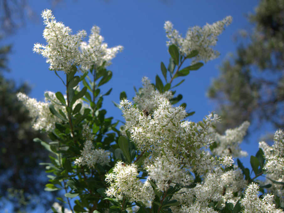 BURSARIA