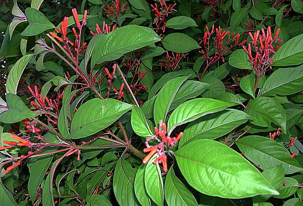 HAMELIA