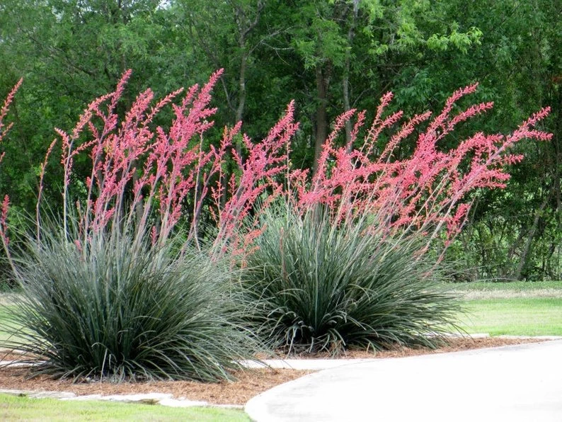 HESPERALOE