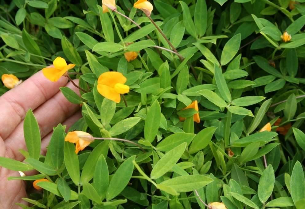 ARACHIS<br /><span>Rhizoma Peanut</span>