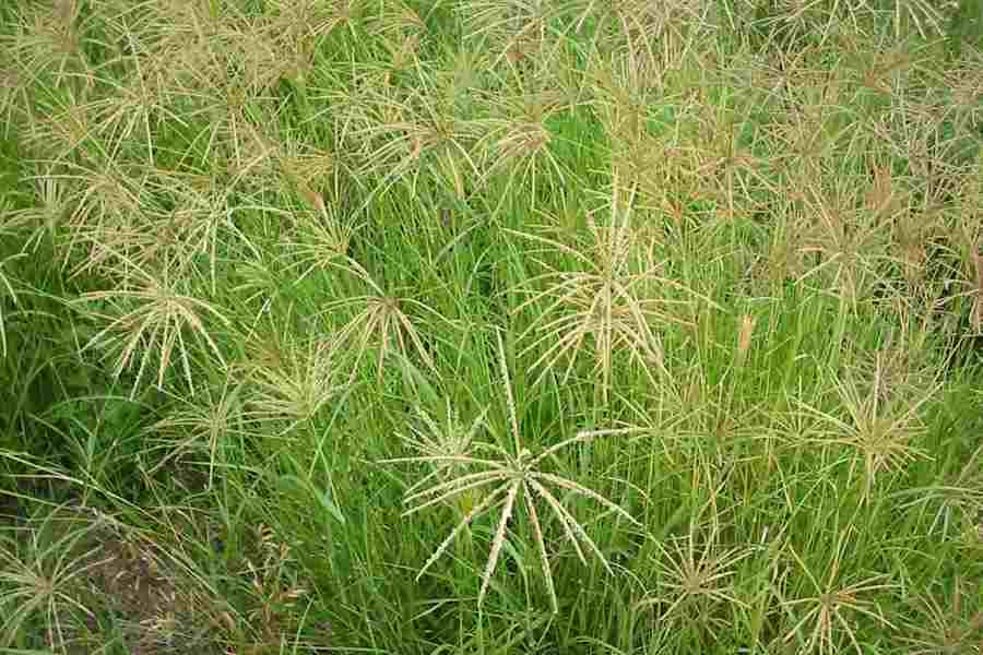 CHLORIS<br /><span>Rhodesgrass</span>