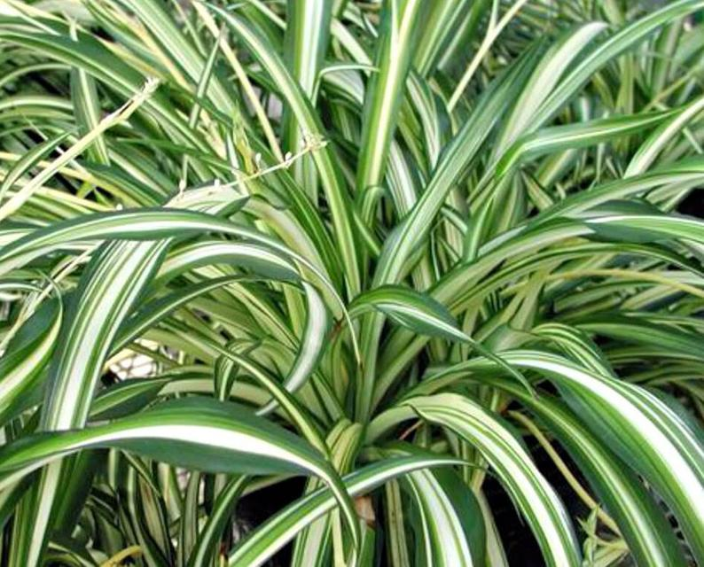 CHLOROPHYTUM<br /><span>Ribbonplant</span>