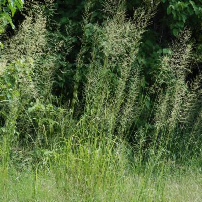 SPOROBOLUS<br /><span>Rush Grass</span>