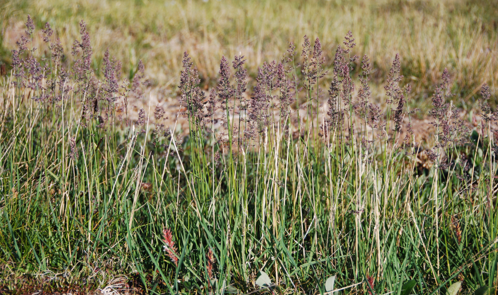 ARCTAGROSTIS<br /><span>Russian Grass</span>