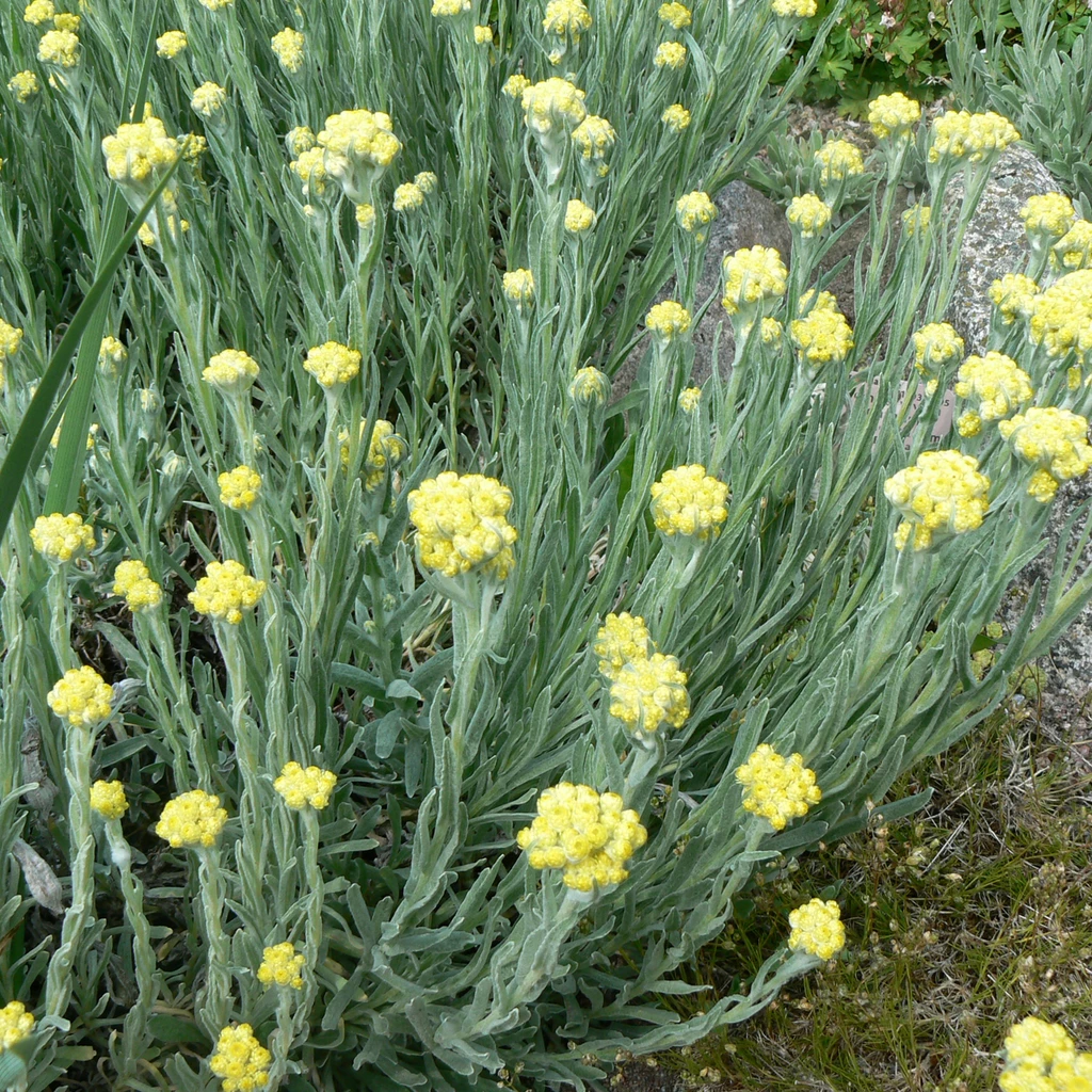 HELICHRYSUM<br /><span>Siminoc</span>