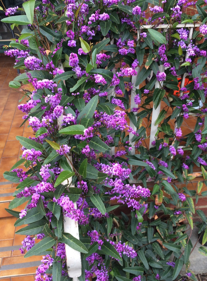 HARDENBERGIA