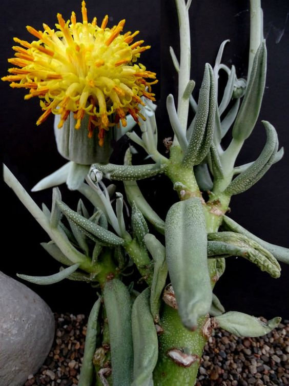 KLEINIA