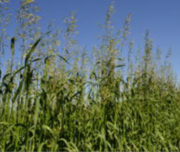 AVENA<br /><span>Short Oat</span>