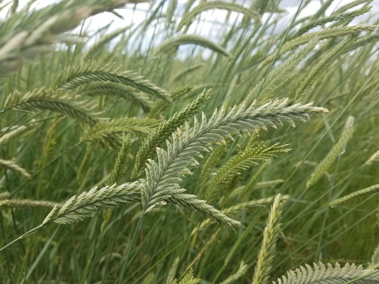 AGROPYRON<br /><span>Iarbă De Grâu Siberiană Crestată</span>