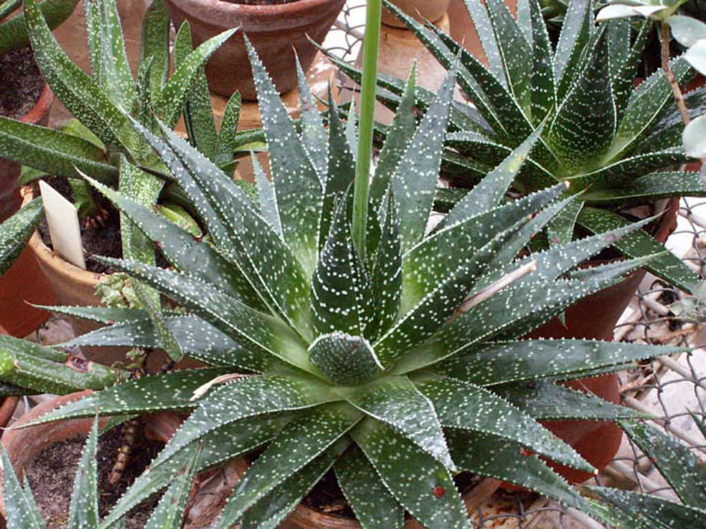 GASTERALOE<br /><span>Coadă De Șopârlă</span>