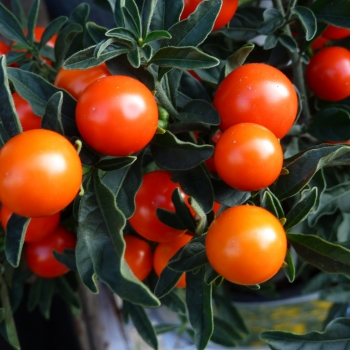 SOLANUM<br /><span>Mărul Iubirii</span>
