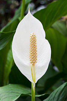 SPATHIPHYLLUM<br /><span>Spathe Flower</span>