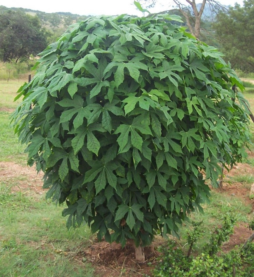CNIDOSCOLUS<br /><span>Arbore De Spanac</span>