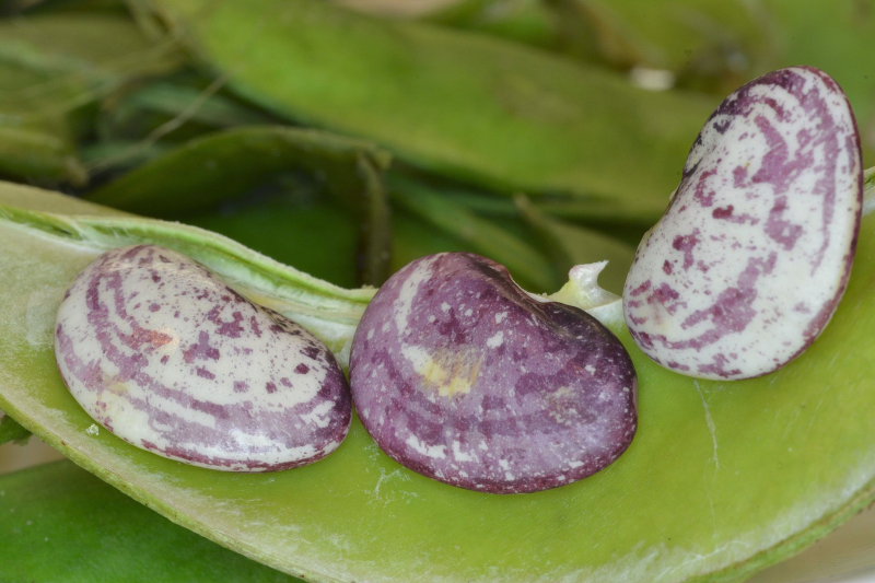 PHASEOLUS<br /><span>Fasole Lima</span>