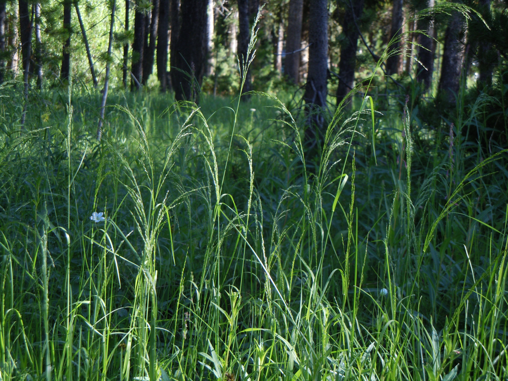 POA<br /><span>Iarbă De Pădure</span>
