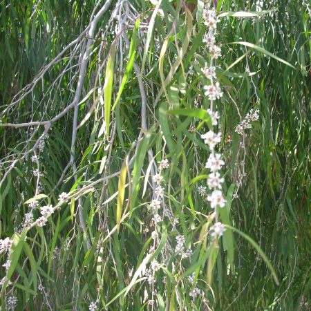 AGONIS<br /><span>Salcie Dulce</span>