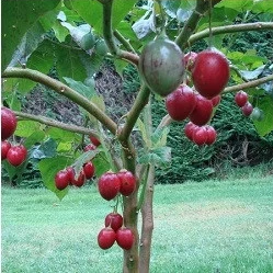 SOLANUM<br /><span>Copac Cu Tomate</span>