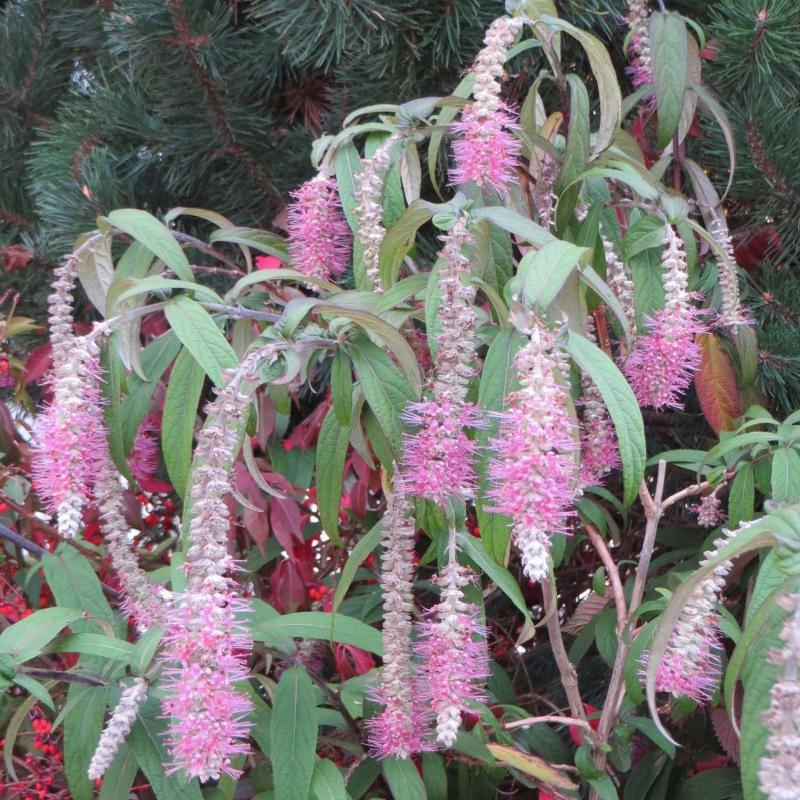 ROSTRINUCULA<br /><span>Weeping Buddleia</span>